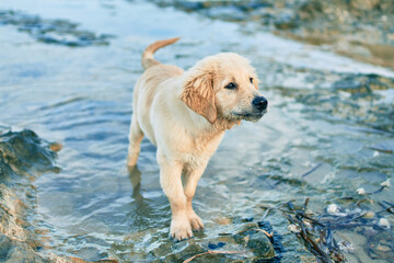 Beautiful and cute golden retriever puppy dog having fun at the beach sitting on the golden sand. Lovely labrador purebred playing splashing water from the sea