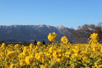 Obraz premium 琵琶湖 なぎさ公園の菜の花畑
