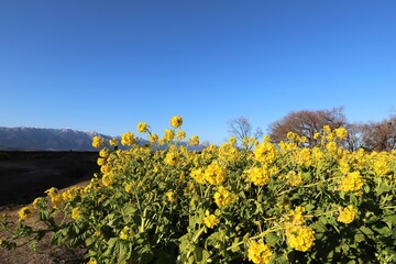 琵琶湖　なぎさ公園の菜の花畑