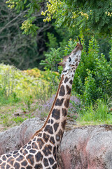 Giraffe eating leaves