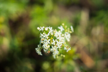 The northern bedstraw (lat. Galium boreale), of the family Rubiaceae.
