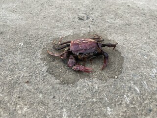 close up dead crab on cement floor