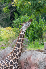 Giraffe eating leaves