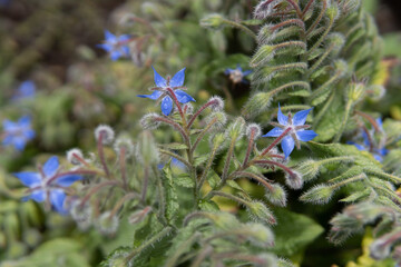 Obraz premium flower on garden