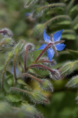 flower on garden