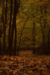 Obraz premium autumn in the forest