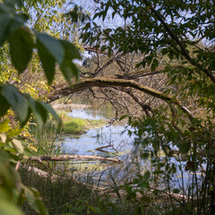 Wild nature on the riverbank