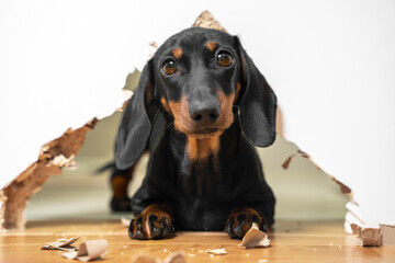 portrait of a cute naughty puppy dachshund piteously looks at the owner having done a mess in the...