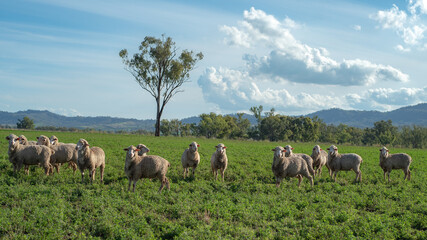 Fototapeta premium herd of sheep