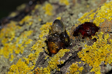 Formation of resin from the juice of a cherry tree.The tree was affected by insect parasites.This is how amber turned out.