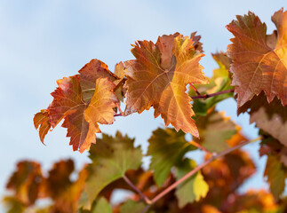 Fototapeta na wymiar Vine against the blue sky. Vineyards in the autumn with red foliage. Winemaking. Macro photography of a leaf covered with dew. Selective focus.
