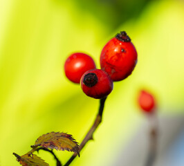 Obraz premium Red fruit of wild rose. The dog roses, the Canina section of the genus Rosa. Subtle swirly bokeh in the background.