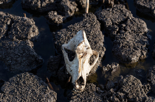 The skull of a dog in a swamp. Extinction of animals from natural disasters. Environmental disaster.