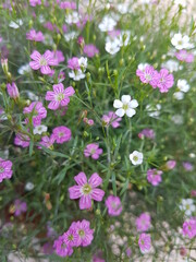Purple and white little flowers