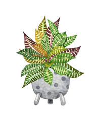 Croton plant, houseplant in the pot, isolated on white background. Watercolor potted plant illustration. Home decor