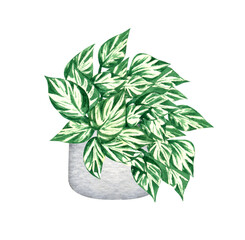 Manjula pothos,, houseplant in the pot, isolated on white background. Watercolor potted plant illustration. Home decor