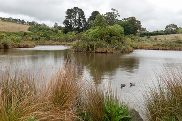 Wetland at Halswell Quarry Reserve, Christchurch, Canterbury, New Zealand, on an overcast day. A pair of mallard ducks in the foreground. 