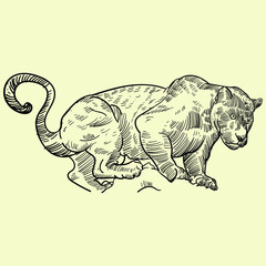 Vintage hand drawn sketch cat