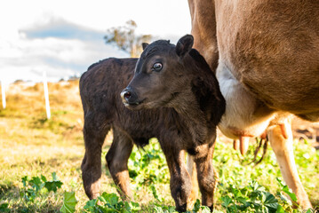 cow and calf