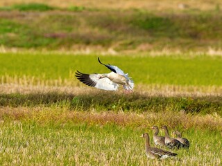 ハクガンの着地寸前のシーン