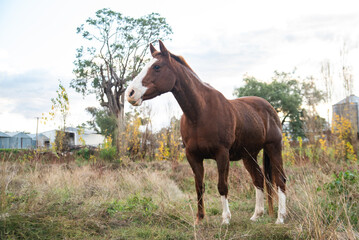 Obraz premium horse in the field