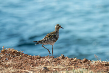 Beautiful closeup of a Pacific Golden Plover