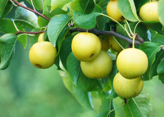 close up on yellow Asian pear on the tree