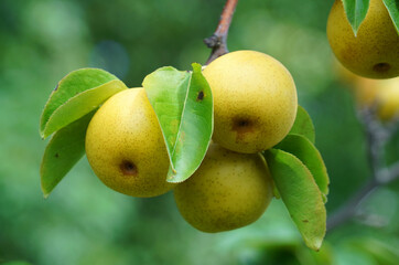 close up on yellow Asian pear on the tree