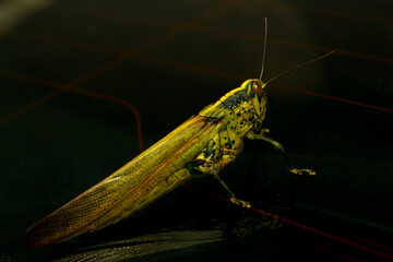 Macro of green yellow grasshopper