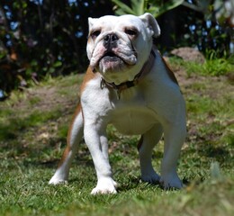 English bulldog puppy in alert stance