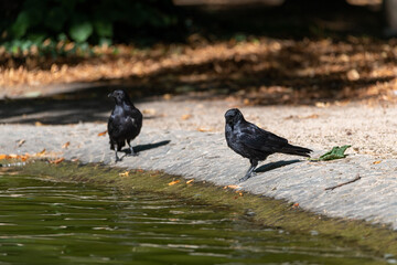 Raven Crows sitting at a pond