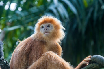 The Javan lutung (Trachypithecus auratus) closeup image,  also known as the ebony lutung and Javan langur, is an Old World monkey from the Colobinae subfamily