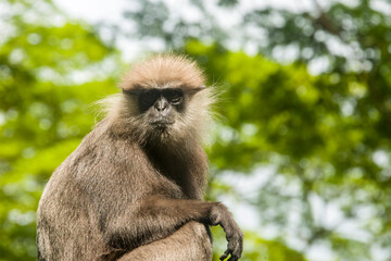 The purple-faced langur (Semnopithecus vetulus)  is a species of Old World monkey that is endemic...