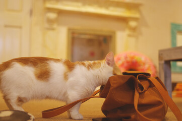 いたずらする猫