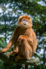 The Javan lutung (Trachypithecus auratus) closeup image,  also known as the ebony lutung and Javan langur, is an Old World monkey from the Colobinae subfamily
