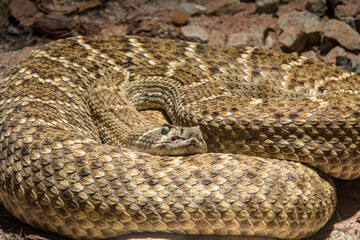 The western diamondback rattlesnake (Crotalus atrox) is a venomous rattlesnake species found in the southwestern United States and Mexico.
It ranges throughout the southwestern USA and north Mexico.