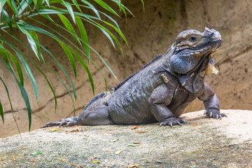 The rhinoceros iguana (Cyclura cornuta) is a threatened species of lizard in the family Iguanidae that is primarily found on the Caribbean island of Hispaniola. The closeup head image.