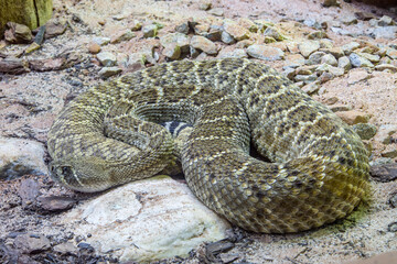 The western diamondback rattlesnake (Crotalus atrox) is a venomous rattlesnake species found in the southwestern United States and Mexico.
It ranges throughout the southwestern USA and north Mexico.
