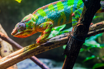 The panther chameleon is a species of chameleon found in the eastern and northern parts of Madagascar.
In a form of sexual dimorphism, males are more vibrantly colored than the females.