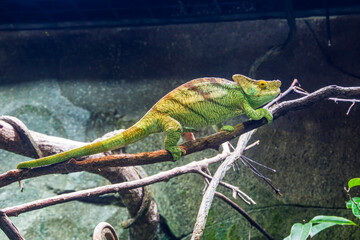 The Parson's chameleon (Calumma parsonii) is a large species of chameleon, a lizard in the family Chamaeleonidae. It is endemic to Madagascar. 