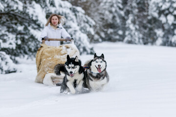 The girl rides on a sled on a sled with Siberian huskies in the winter forest. Pet. Husky. Husky art poster, Husky print,