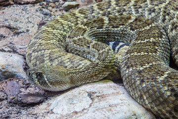 Obraz premium The western diamondback rattlesnake (Crotalus atrox) is a venomous rattlesnake species found in the southwestern United States and Mexico. It ranges throughout the southwestern USA and north Mexico.