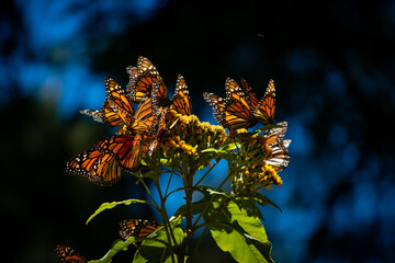 Monarch butterflies during migration © sergio