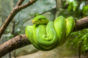 The green tree python (Morelia viridis) is a species of snake in the family Pythonidae. 
it is a...