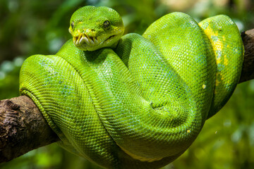 The green tree python (Morelia viridis) is a species of snake in the family Pythonidae. 
it is a bright green snake,  living generally in trees.