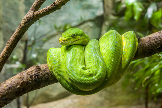 The green tree python (Morelia viridis) is a species of snake in the family Pythonidae. 
it is a bright green snake,  living generally in trees.