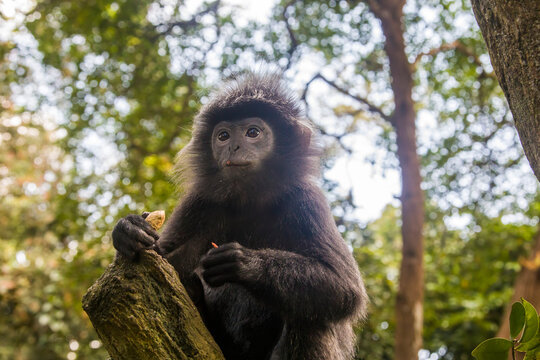 The Javan lutung (Trachypithecus auratus) is eating peanut,  also known as the ebony lutung and Javan langur, is an Old World monkey from the Colobinae subfamily