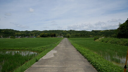 Fototapeta na wymiar Japanese road to the forest next to ricefields