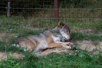 Sleeping Eurasian Wolf