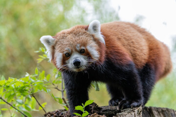 Red Panda on a log or trunk of a tree, looking forward